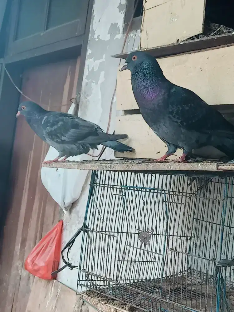 Burung merpati kolong  giringsn trah baik 2