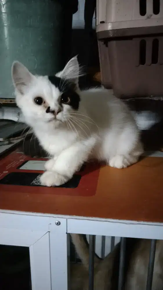 Kitten Persia Jantan