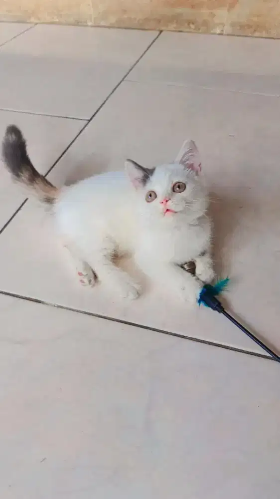 BSH Munchkin Calico Betina