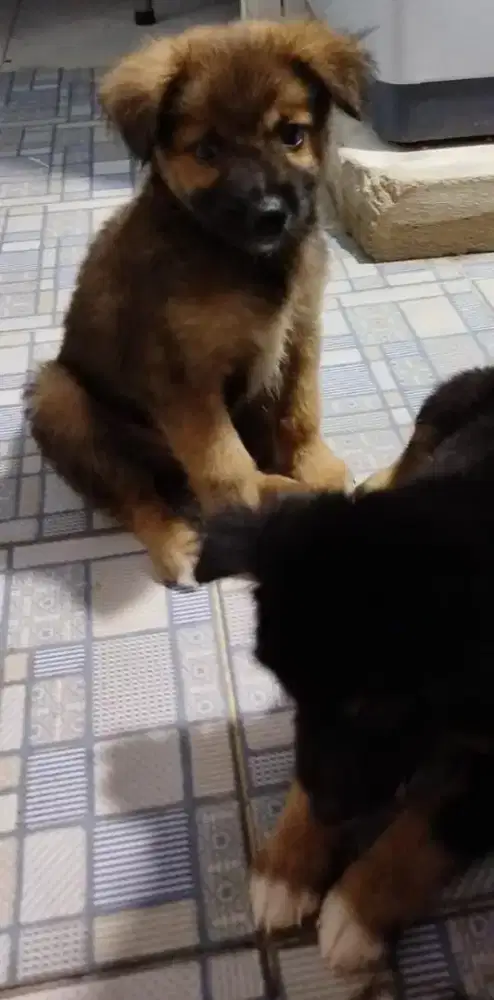 Anak Anjing usia 3 bulan