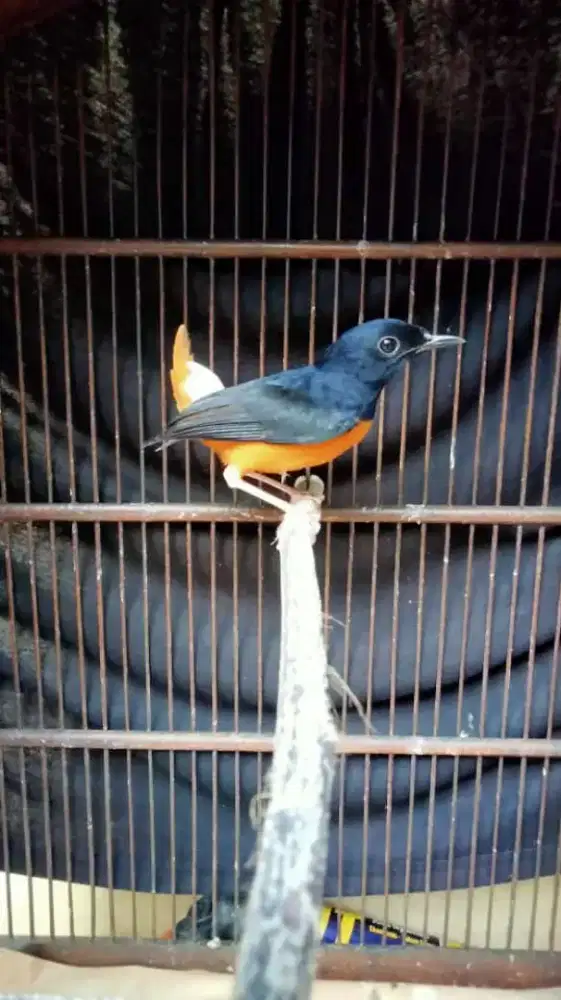 Burung mura batu medan (bahorok)