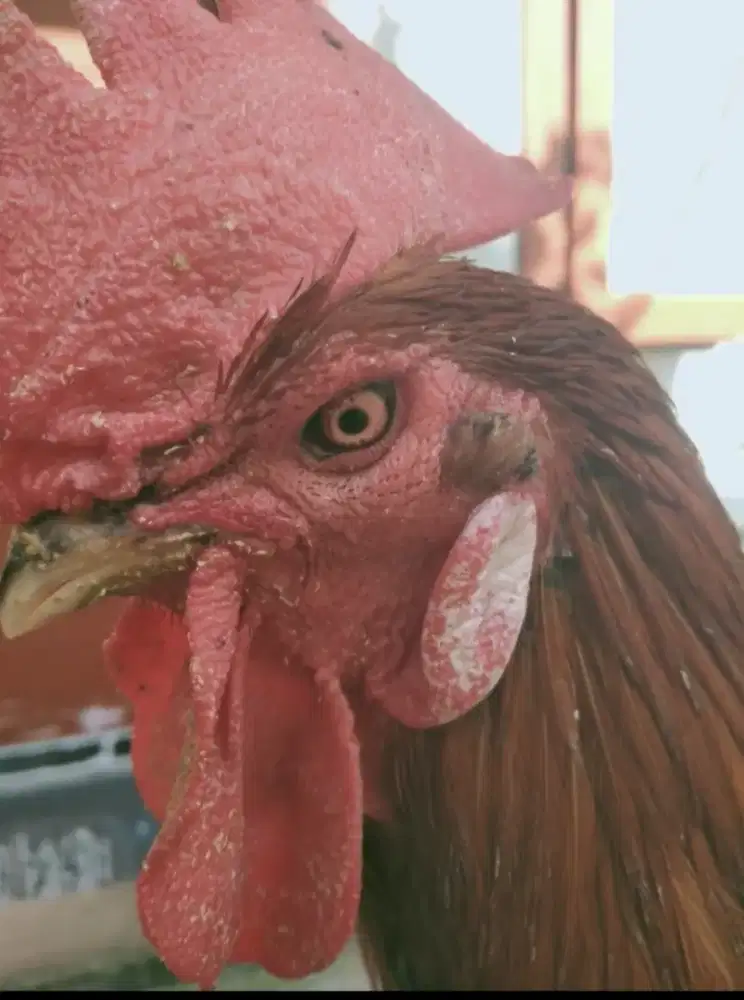 Ayam pelung pacek jumbo