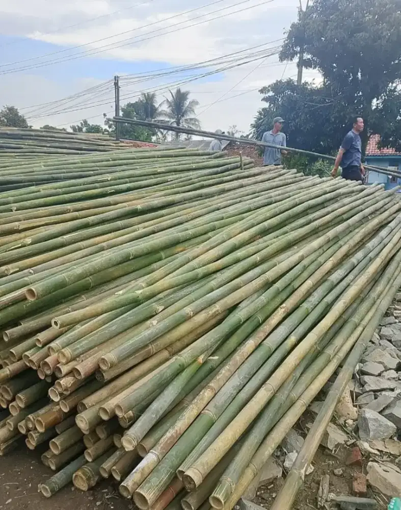 Bambu tiang 8/10
