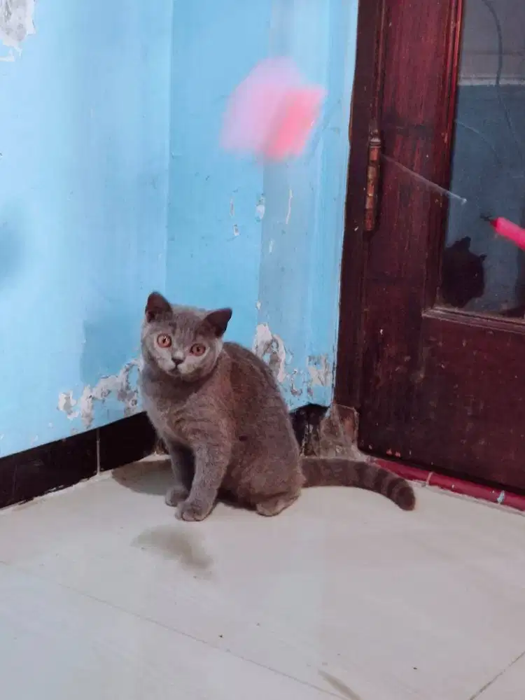 Kitten Betina BSH 5bln sudah Vaksin