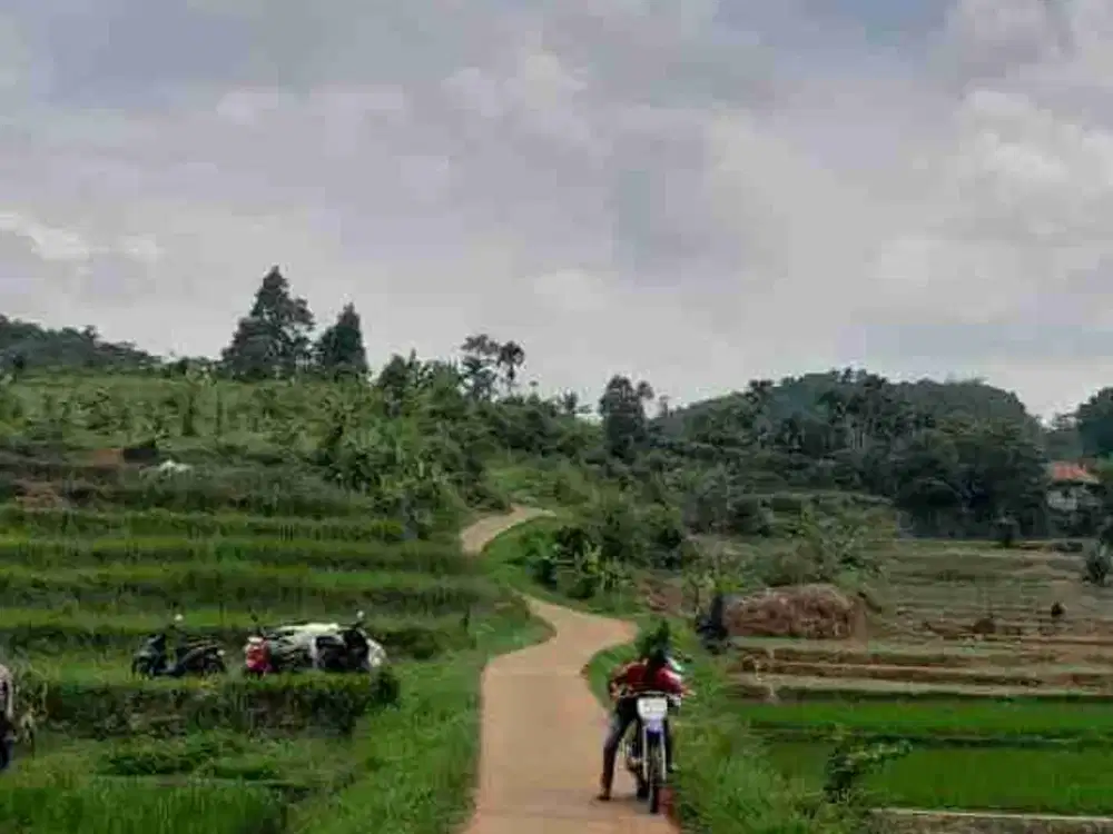 dijual sawah pinggir jalan