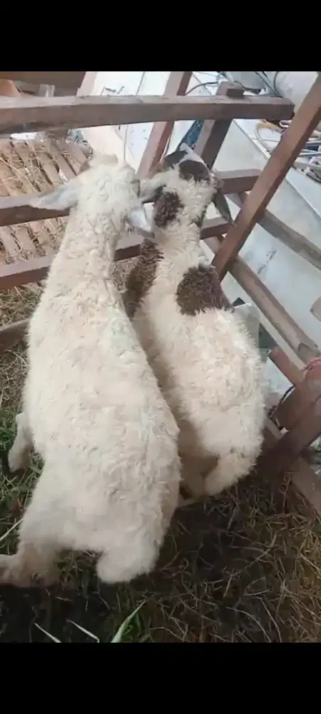 Anak domba buat pelihara