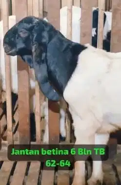 sepasang bakalan kambing etawa kaligesing 6 bln 1 jantan 1 betina puas