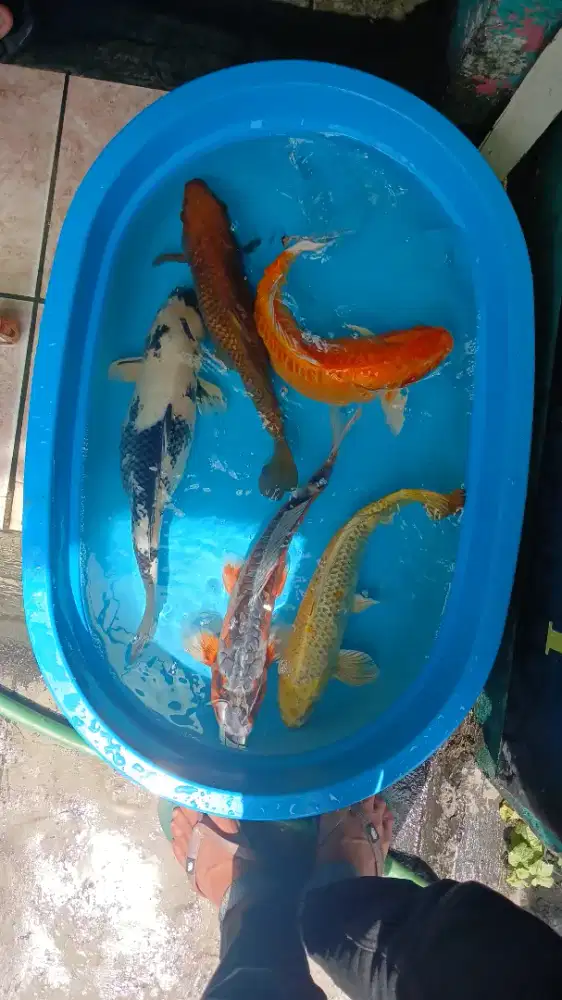 Paket 1- mix. 5 ekor  40-45cm.  Paket 2- 6 ekor 45-50cm, harga sama