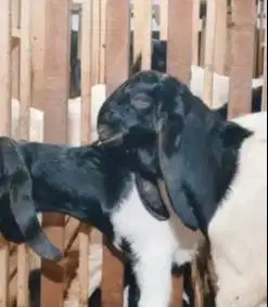 sepasang bakalan kambing etawa kaligesing 6 bulanan siap ternak hobby
