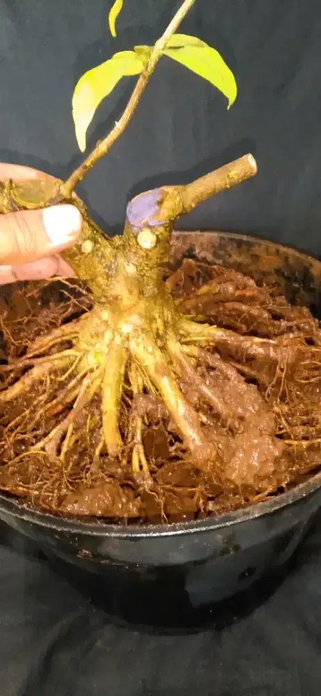 Bonsai anting putri prokar