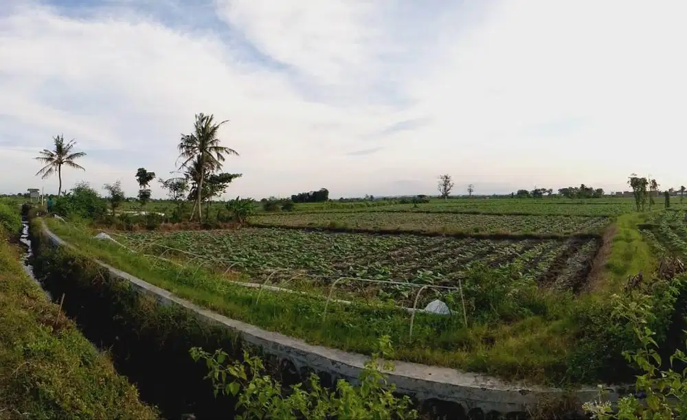 Jual/Lelang Cepat 1 bidang tanah dengan total luas 7115 m2