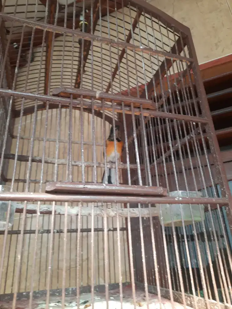 Trotol trotolan anakan murai batu jantan trah Cilacap fullsheet