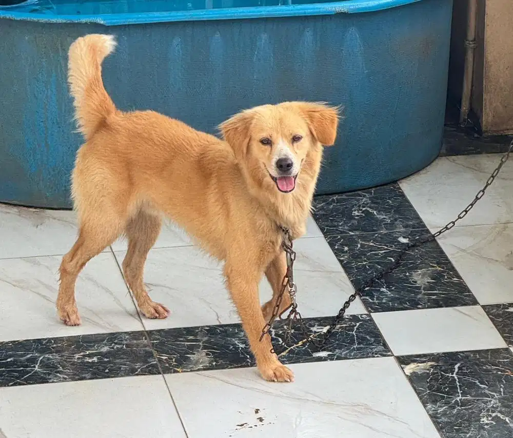 Anak Anjing Jantan Golden Retriever x Labrador 1+ Tahun Sehat Jinak
