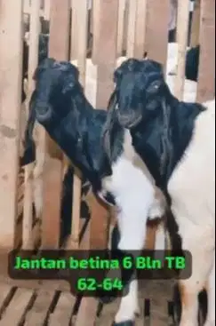 sepasang bakalan kambing etawa kaligesing 6 bulanan siap ternak piara