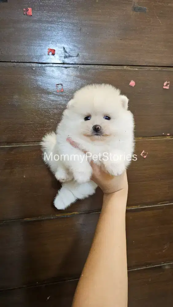 Anjing teacup Pom Pomeranian