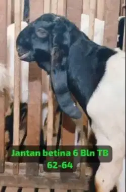 sepasang bakalan kambing etawa kaligesing 6 bulanan siap ternak piara