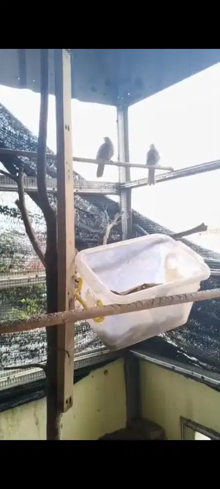 Cica rawo 1 pasangan siap produksi