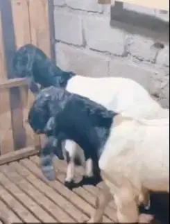 sepasang bakalan kambing etawa kaligesing 6 bulanan siap ternak manteb