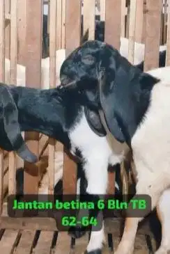 sepasang bakalan kambing etawa kaligesing 6 bulanan siap ternak manteb