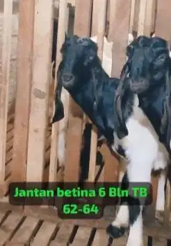 sepasang bakalan kambing etawa kaligesing 6 bulanan siap ternak manteb