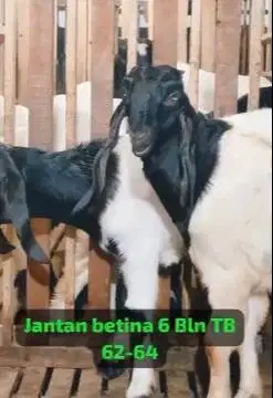 sepasang kambing etawa kaligesing 6 bulanan bakalan super rawatan puas
