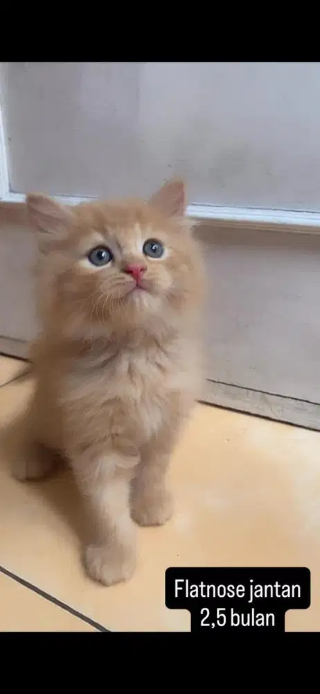 Kucing flatnose kitten