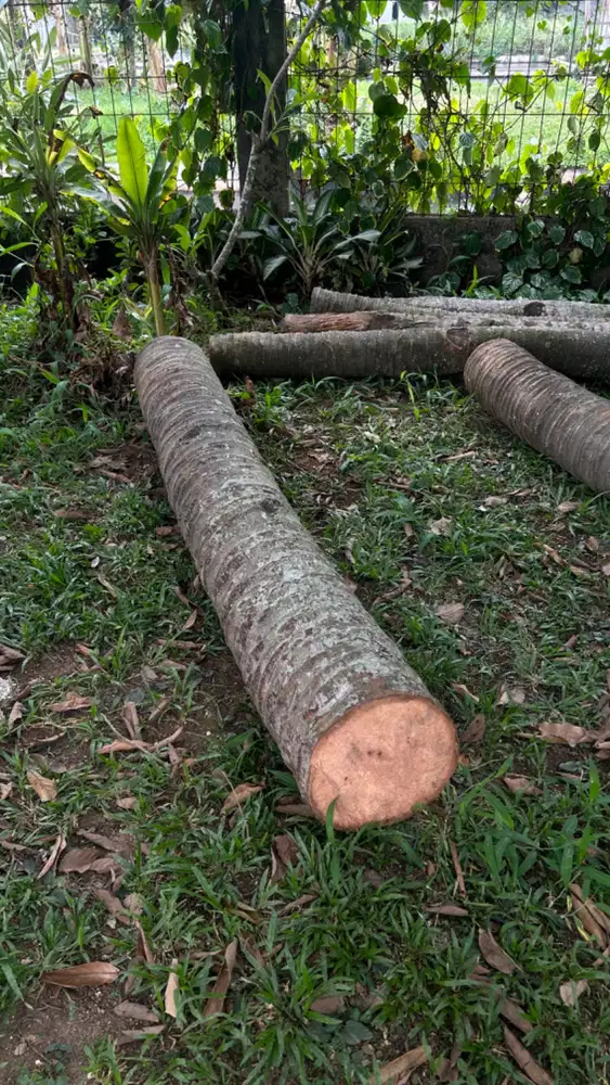 Kayu Kelapa Tua 2 Meter – Kuat & Siap Pakai (6 Batang)