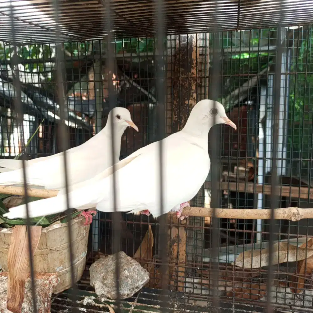 Puter putih mata merah