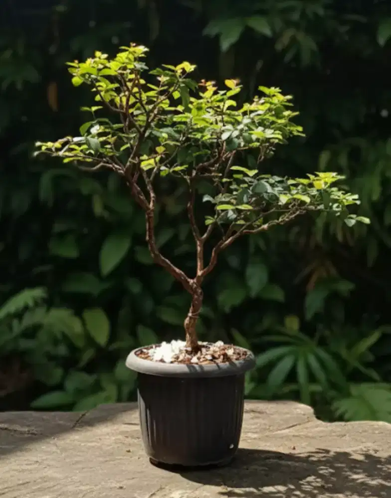 Bonsai taman beach Cherry rajin berbuah
