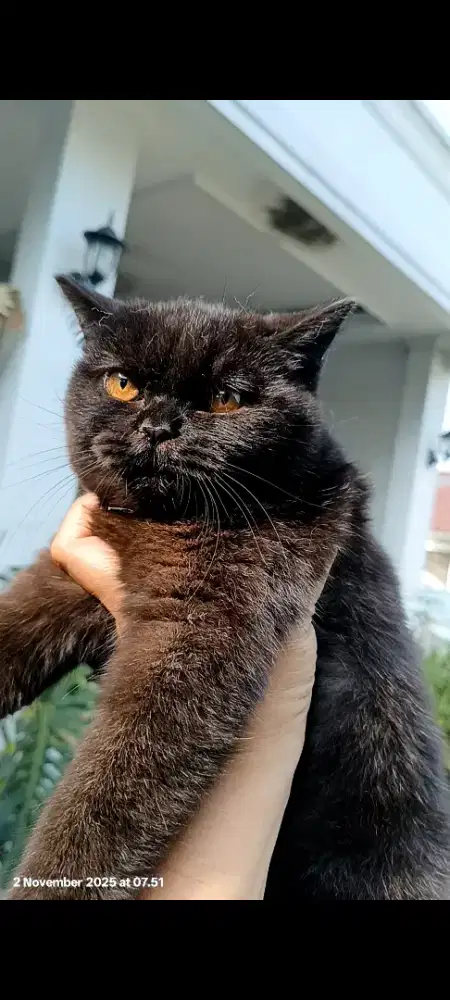 BSH  original betina