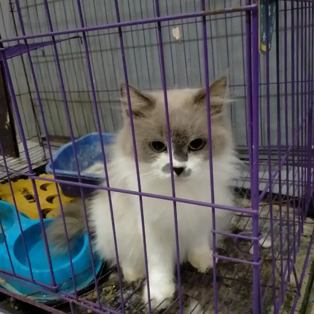 Kucing Persia Betina Lucu Penurut