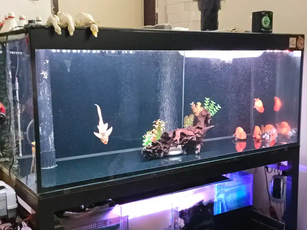 Akuarium Aquarium 150 x 60 x 60 full kaca 12mm set sumpfilter