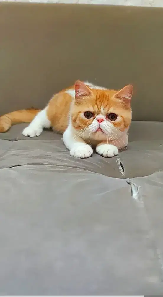 Kucing peaknose exotic jantan