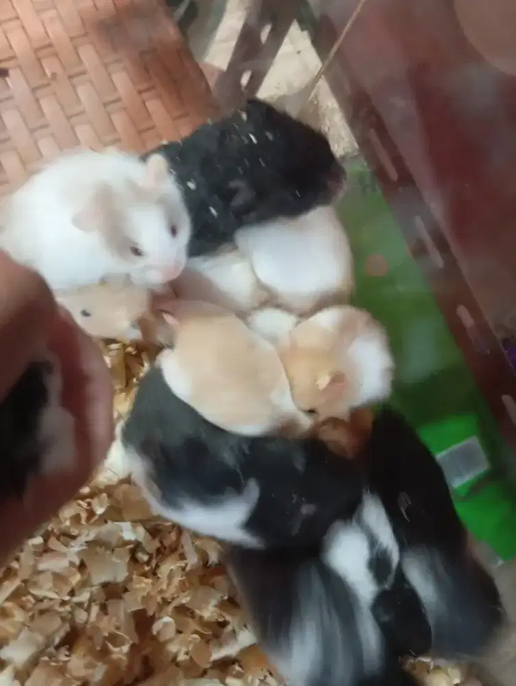 Hamster syrian Johor