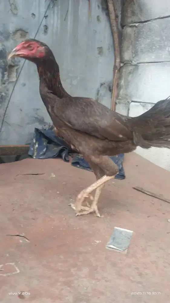 Ayam indukan bangkok big