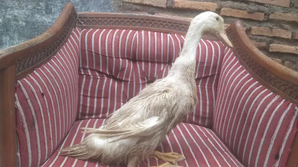 bebek peking berat 2 kilo