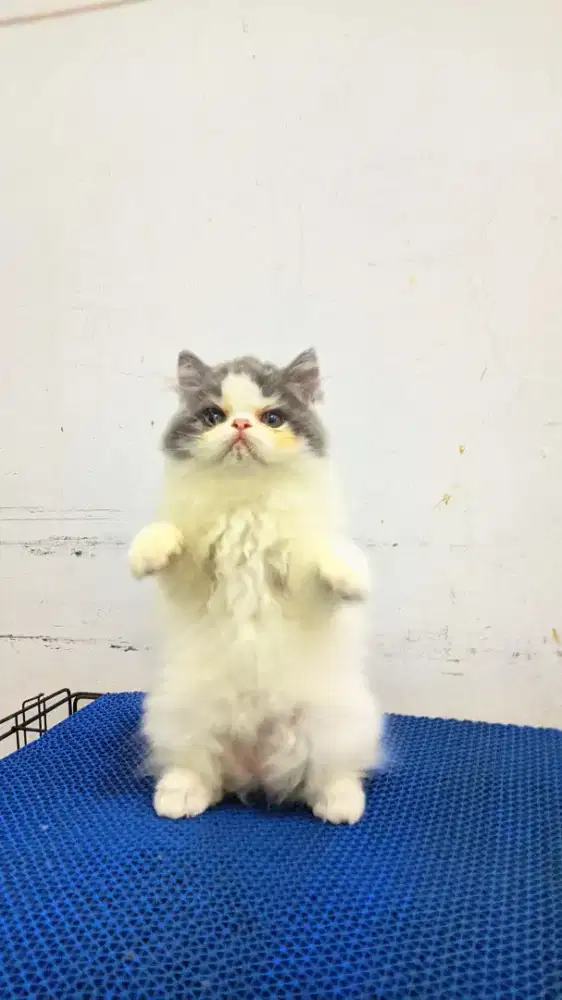 Kucing persia flatnose jantan