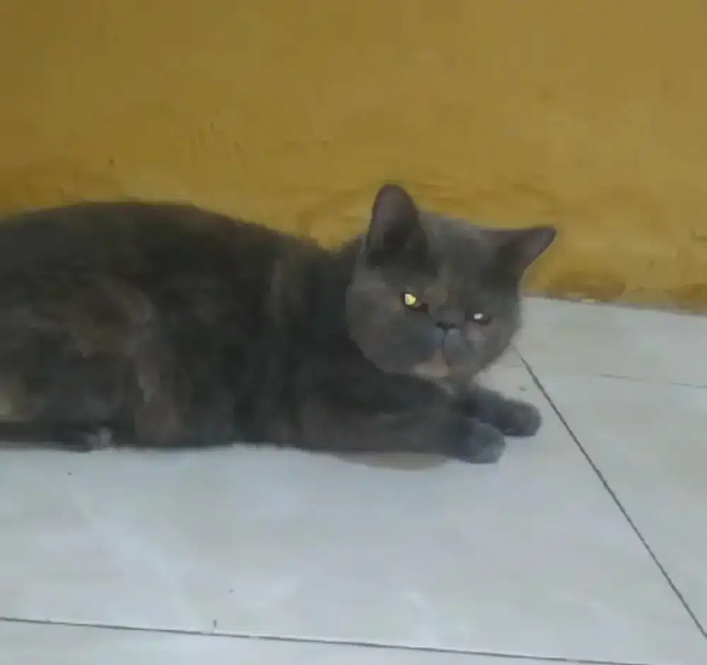 Kucing Betina exotic, peaknose, persia