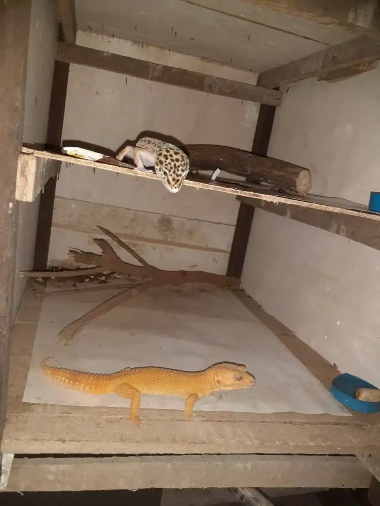Leopard gecko sepasang
