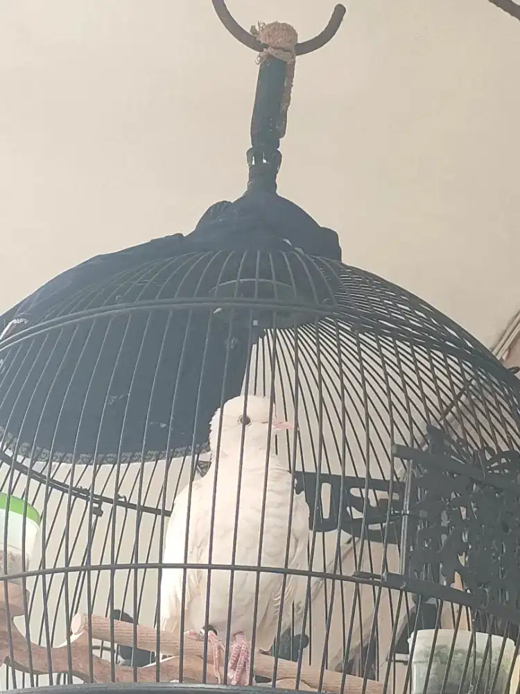 Puter Putih Mata Merah