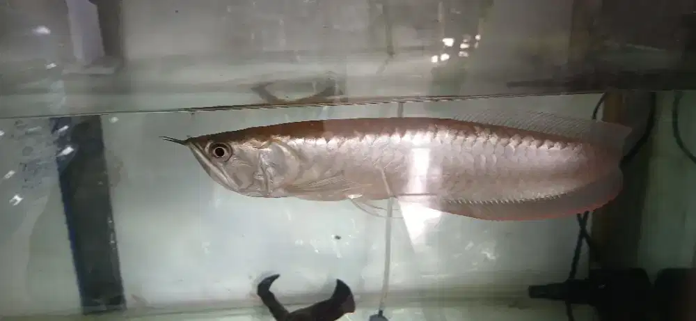 Arwana Silver ukuran 20 cm mantap