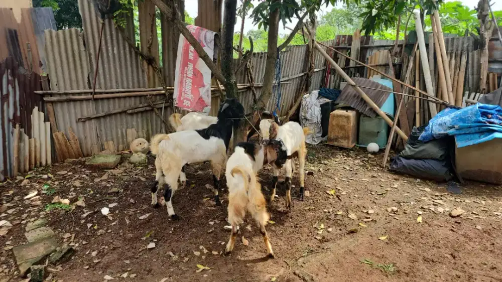 Nyicil Qurban Kambing dan Domba