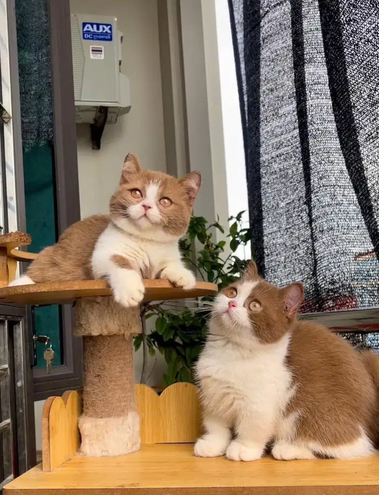 munchkin bsh cinnamon