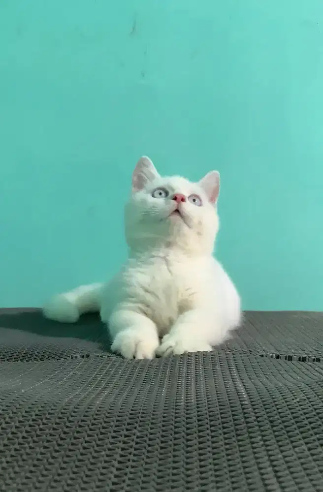 BSH MUNCHKIN KAKI PENDEK CEBOL