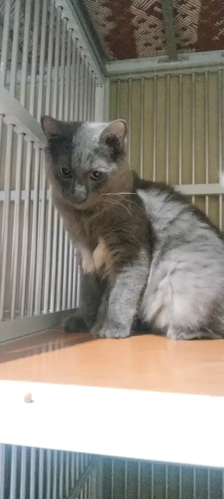 Open Adobt Kucing Persia