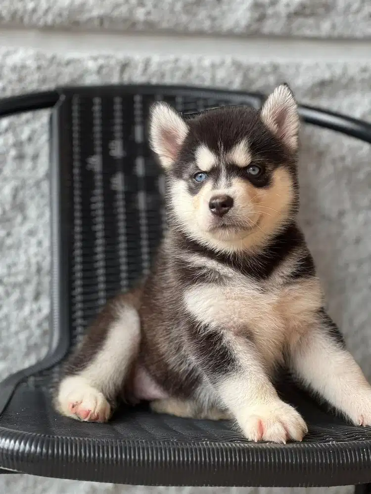 Siberian husky betina puppy stambum