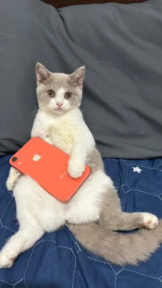 iPhone XR 256GB Inter All Operator