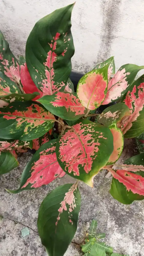 saya menawarkan jasa cuci gosok/beres