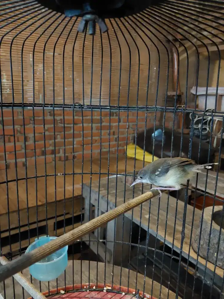 Prenjak putih betina ngevor murah