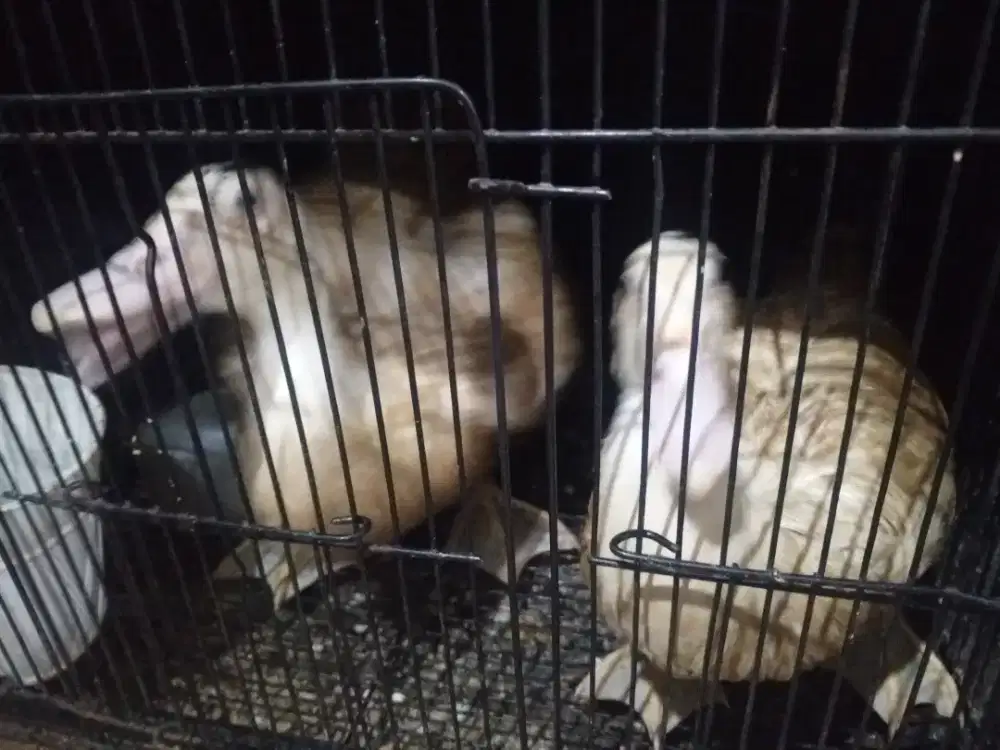 Entok 7 ekor sehat sehat semua